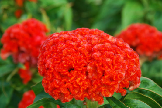 Celosia Chief Persimmon Seeds – bright orange plume-like blooms for cut flower gardens