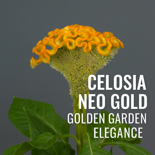 Celosia Neo Gold Cockscomb with vibrant golden velvety blooms