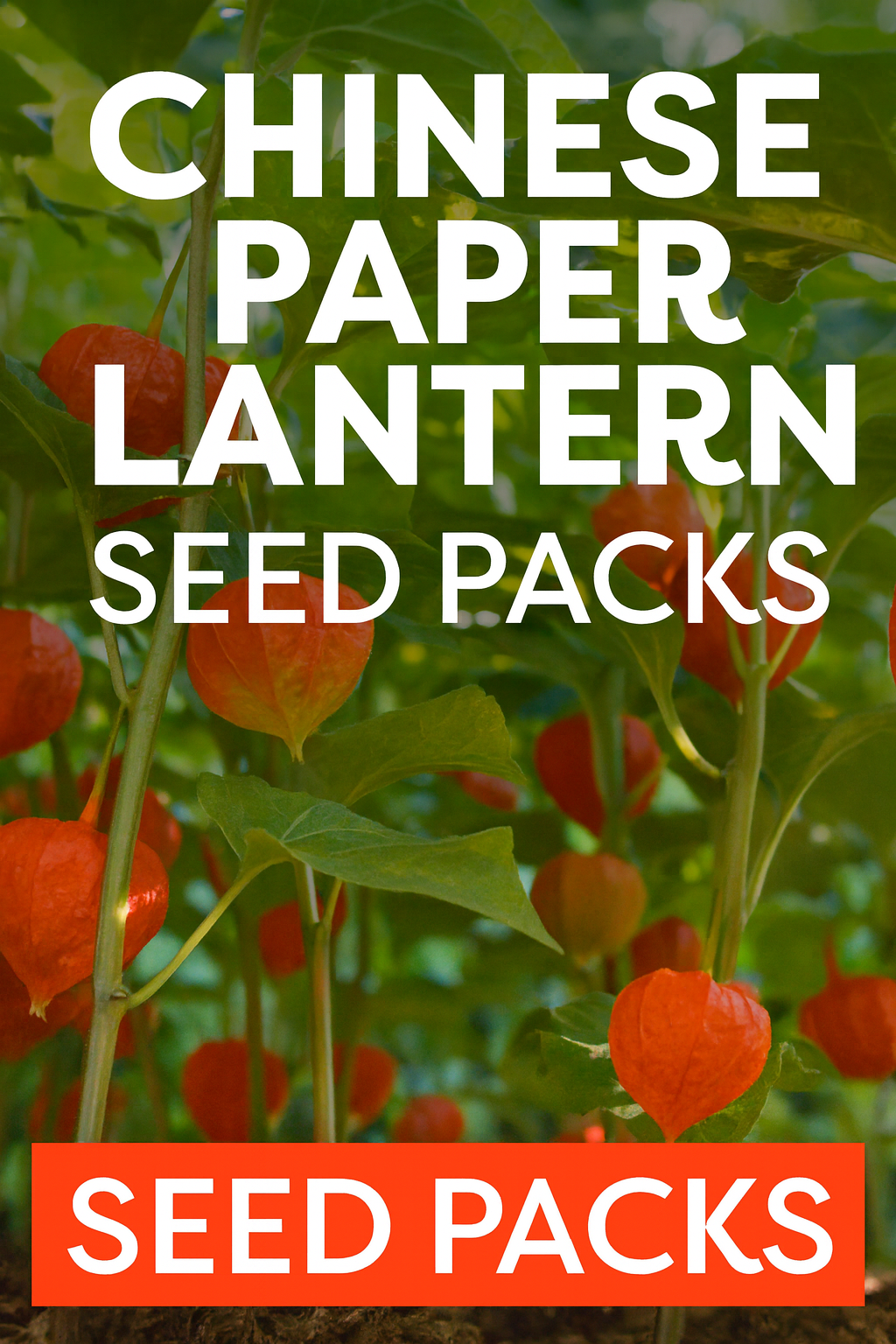 Chinese Paper Lantern plant with bright orange husks growing in a garden, ideal for dried floral arrangements