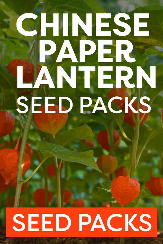 Chinese Paper Lantern plant with bright orange husks growing in a garden, ideal for dried floral arrangements