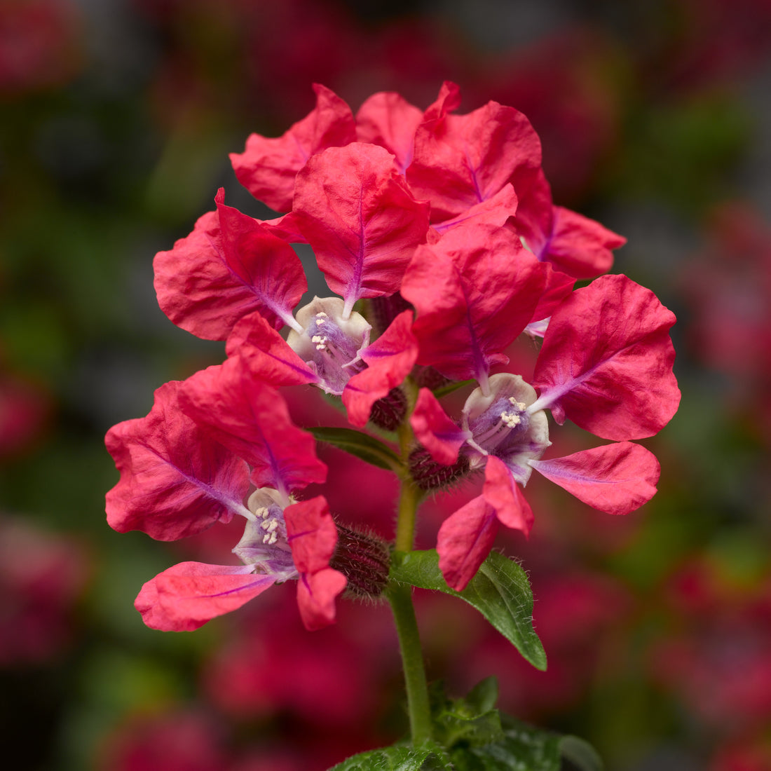 Closeup of Cuphea Sriracha Rose flowers attracting a hummingbird