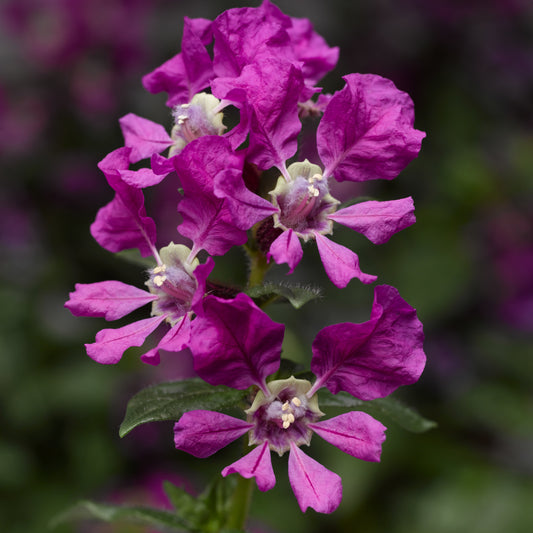 Cuphea Sriracha Violet in full bloom with deep purple flowers in a sunny garden