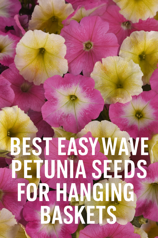 Easy Wave Petunia seeds in vibrant Sweet Taffy mix blooming in hanging baskets – colorful pink and yellow petunias ideal for summer containers and garden displays