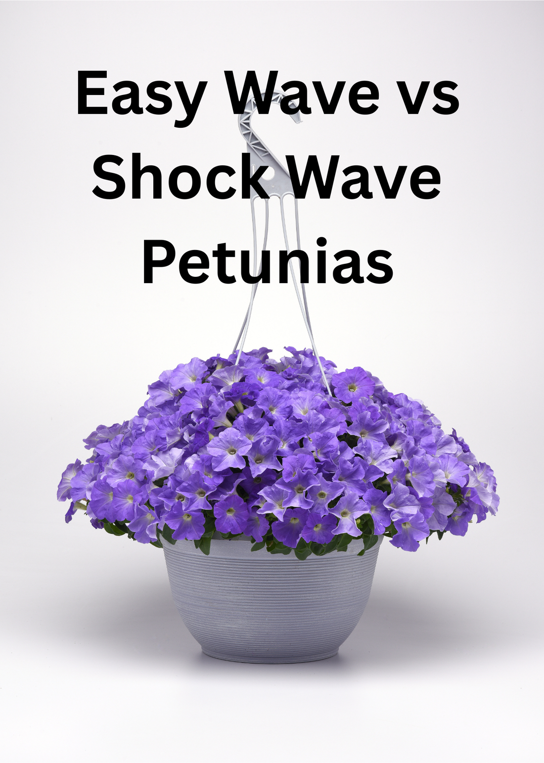 Easy Wave vs Shock Wave Petunia seeds compared for hanging baskets and container gardens — features, blooms, and growth habits