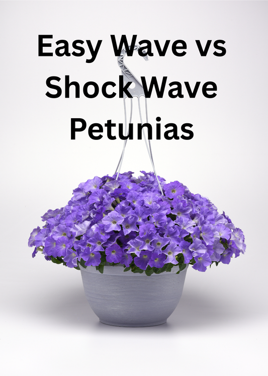 Easy Wave vs Shock Wave Petunia seeds compared for hanging baskets and container gardens — features, blooms, and growth habits