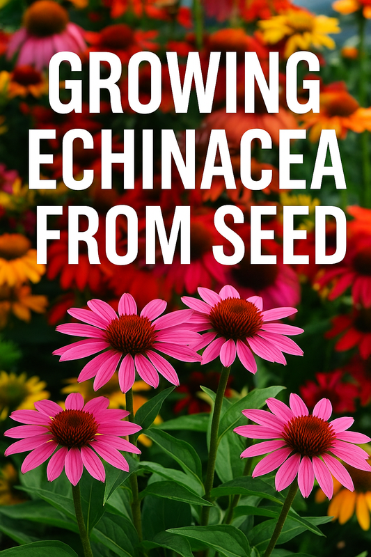 Close-up of pink echinacea coneflowers showing dark centers and vibrant petals
