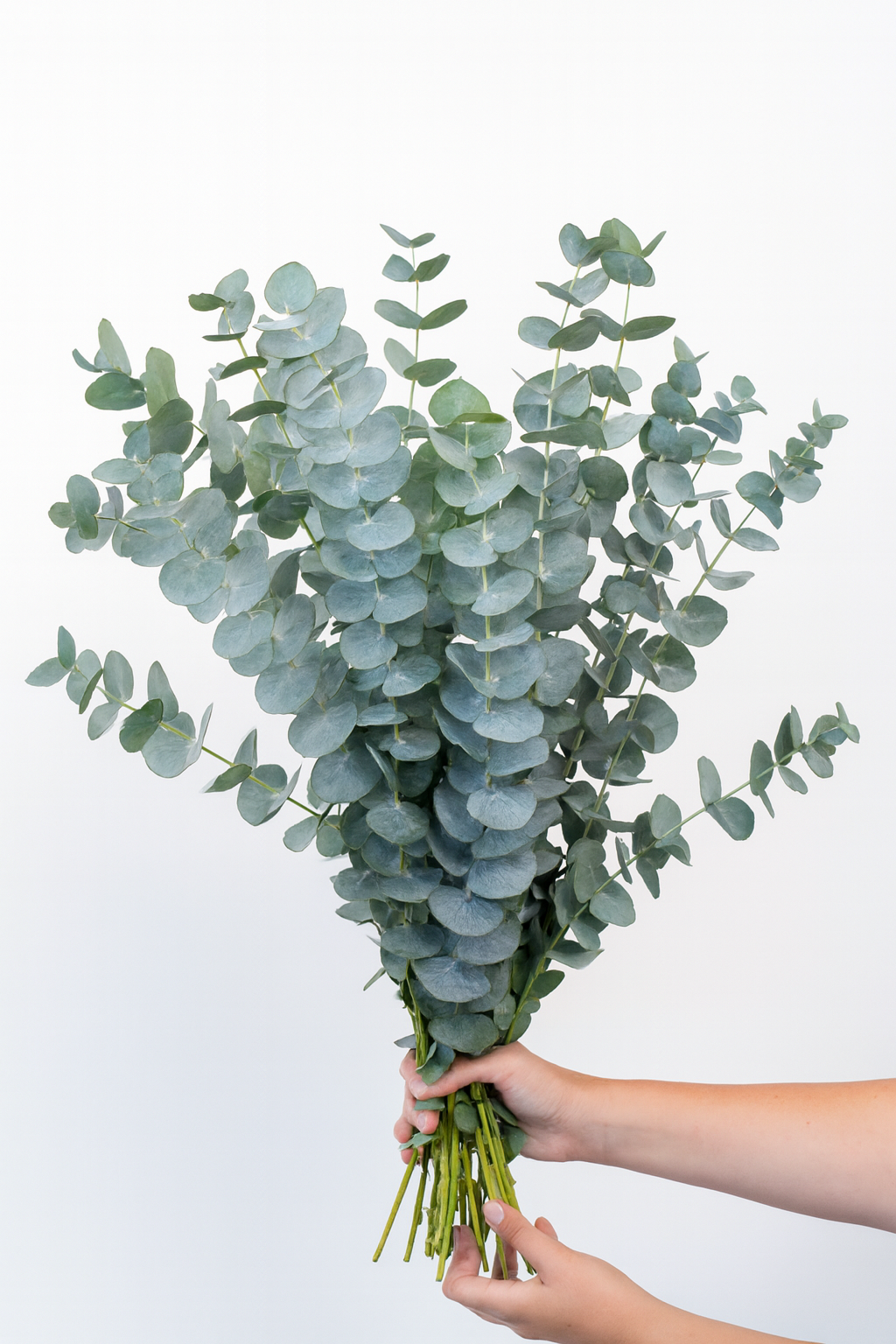 Eucalyptus Baby Blue Bouquet Cut Flower Seeds – silvery-blue fragrant foliage for fresh and dried arrangements