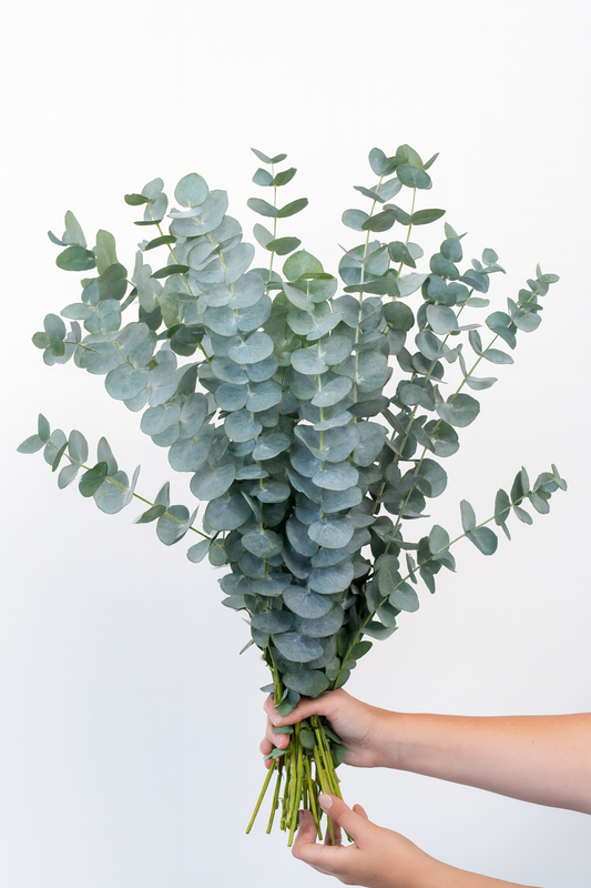Eucalyptus Baby Blue Bouquet Cut Flower Seeds – silvery-blue fragrant foliage for fresh and dried arrangements