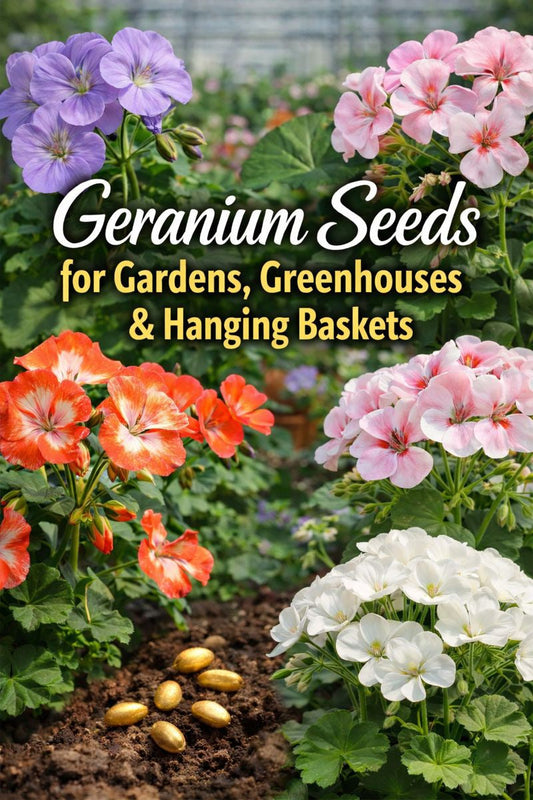 Geranium seeds for gardens and greenhouse growing