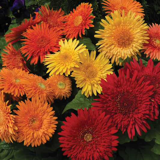 Gerbera daisy plant troubleshooting guide — why gerbera daisies die and how to fix it