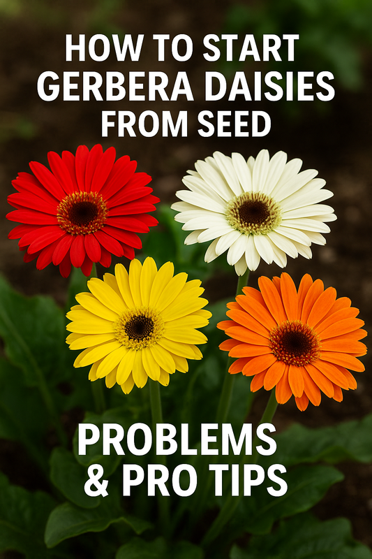 Bright Gerbera Daisy ColorBloom flowers in full bloom grown from seed, showcasing compact growth and vibrant colors ideal for containers and cut flower gardens