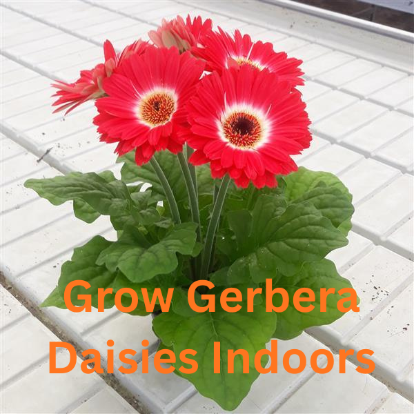 Gerbera daisy growing indoors for year-round blooms