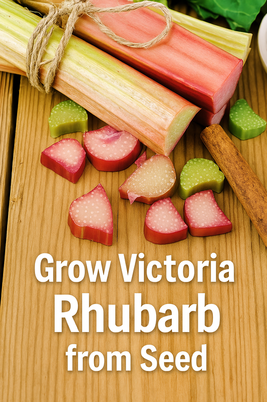 Victoria Rhubarb seeds perennial variety with tender red stalks growing in a garden