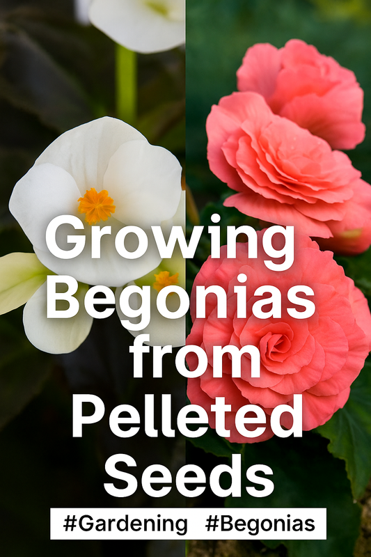 Growing begonias from pelleted seeds – white begonia flowers with dark foliage and pink tuberous begonias in bloom