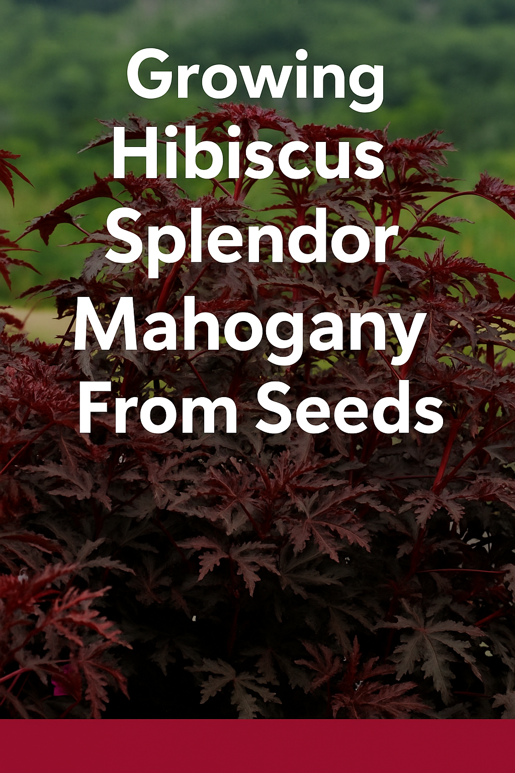 Hibiscus Splendor Mahogany grown from seed showing deep burgundy, maple-shaped foliage in full sun, perfect for containers, landscapes, and water gardens