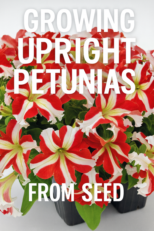 Upright Petunia Success 360 Red Star blooms growing from seed in nursery pot – vibrant red and white striped petunia flowers