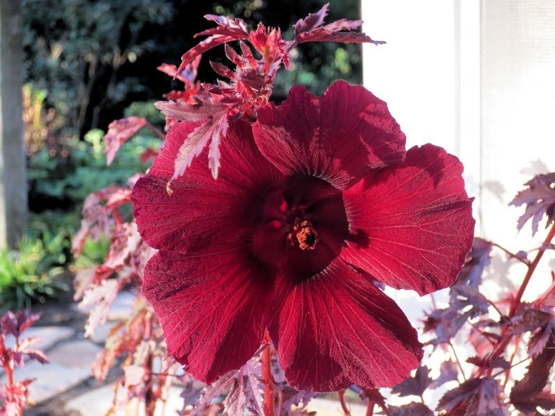 Cultivating Beauty: A Guide to Hibiscus Seeds