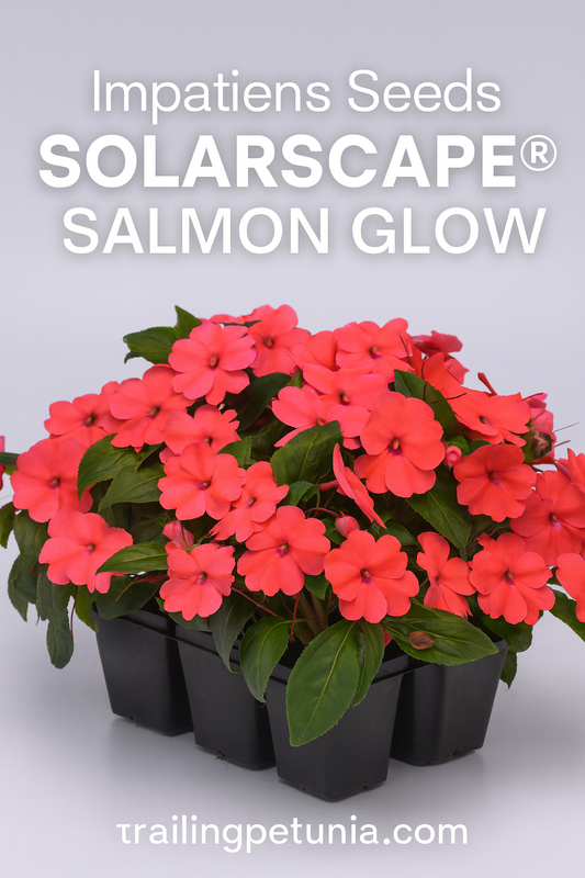 Impatiens Solarscape Salmon Glow flowers in full bloom