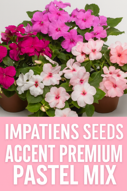 Impatiens Accent Premium Pastel Mix flowers in shades of pink, peach, lavender, and white growing in containers and borders