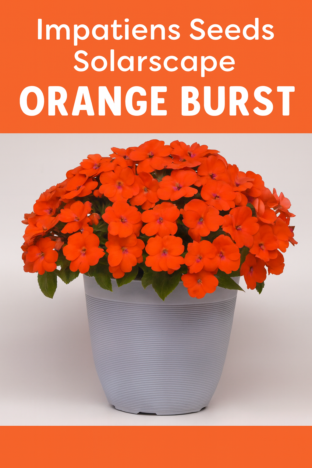 Impatiens Solarscape Orange Burst flowers with bright orange blooms thriving in sun and garden beds