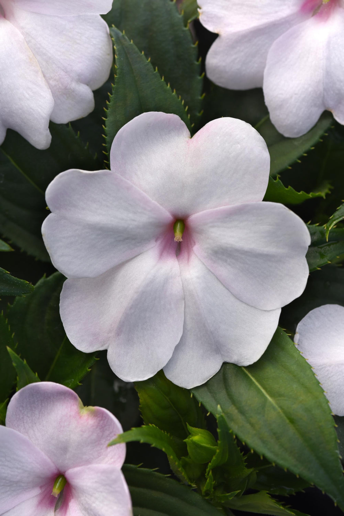 “Impatiens Solarscape White Shimmer Seeds – White Flowering Impatiens Variety”