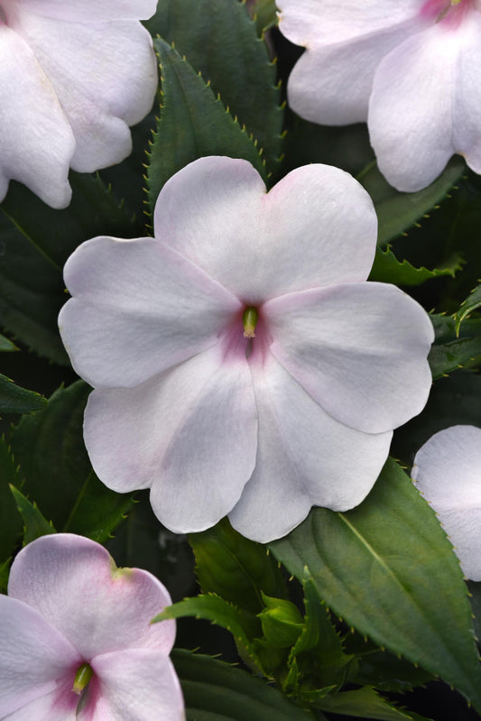 “Impatiens Solarscape White Shimmer Seeds – White Flowering Impatiens Variety”