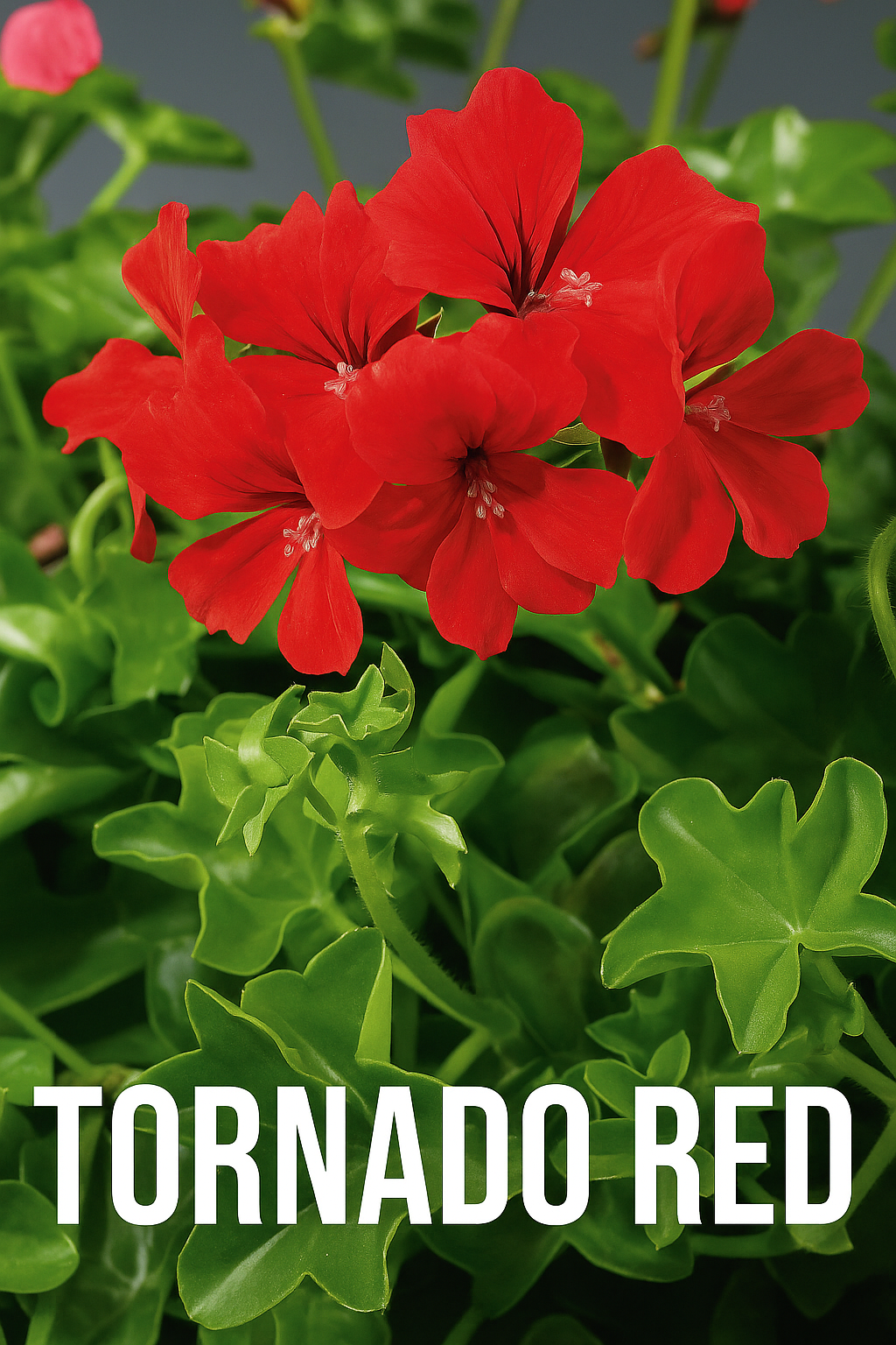 Close-up of Ivy Geranium Seeds Tornado Red Trailing Geranium blooms with vibrant red petals.