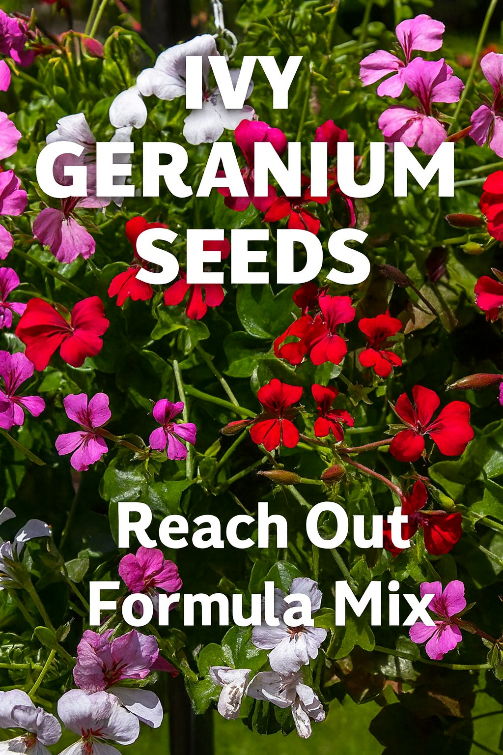 Ivy Geranium Reach Out Formula Mix blooming in a colorful hanging basket
