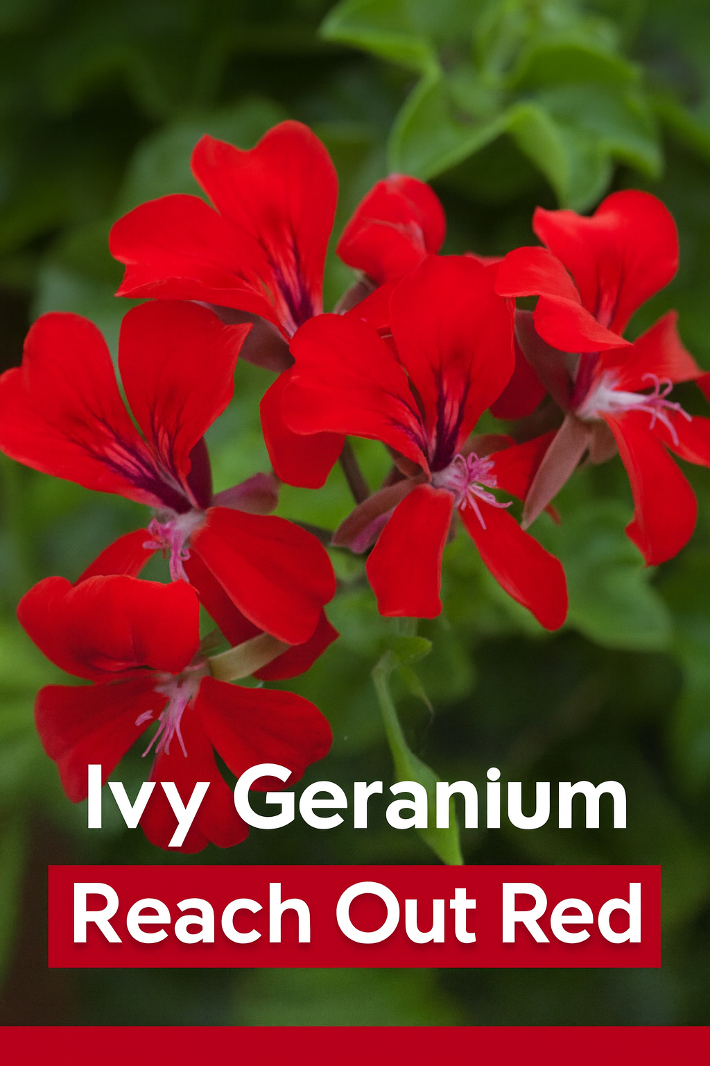 Ivy Geranium Reach Out Red trailing in a hanging basket full of bold, vibrant red blooms