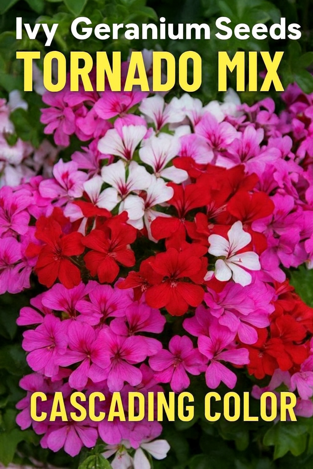 Ivy Geranium Tornado Mix trailing in a hanging basket with bright red, pink, violet, and white blooms