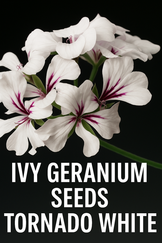 Ivy Geranium Seeds Tornado White – trailing white blooms for hanging baskets and containers