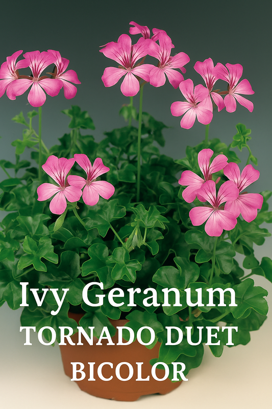 Ivy Geranium Seeds Tornado Duet Bicolor – trailing variety with vibrant pink and white blooms, perfect for hanging baskets.