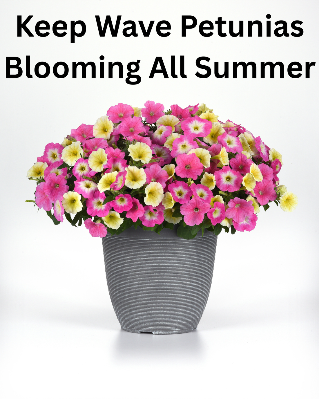 How to keep Wave Petunias blooming all summer in hanging baskets — fertilizer, watering, trimming, and full sun care tips