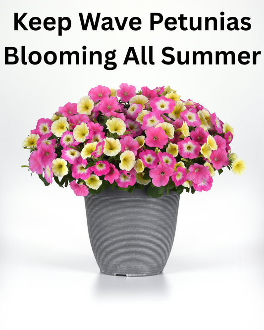 How to keep Wave Petunias blooming all summer in hanging baskets — fertilizer, watering, trimming, and full sun care tips