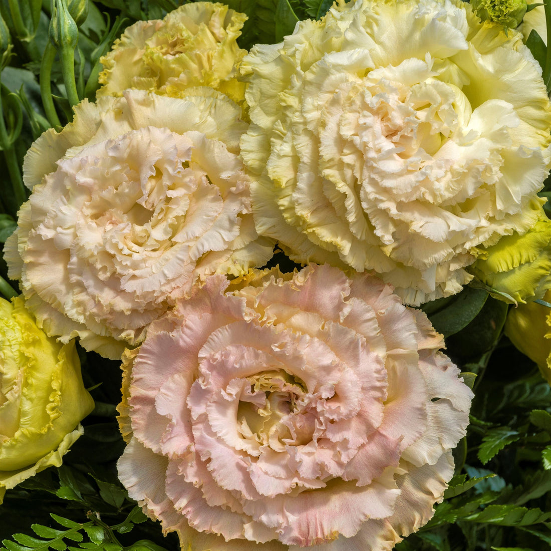 “Lisianthus Voyage 2 Champagne – Double blooms in soft creamy tones, perfect for cut flower gardens”