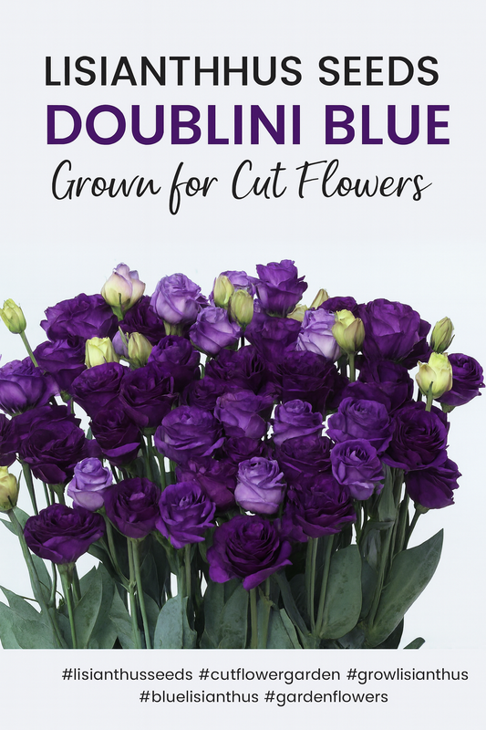 Lisianthus Seeds Doublini Blue Blooms for Elegant Cut Flowers