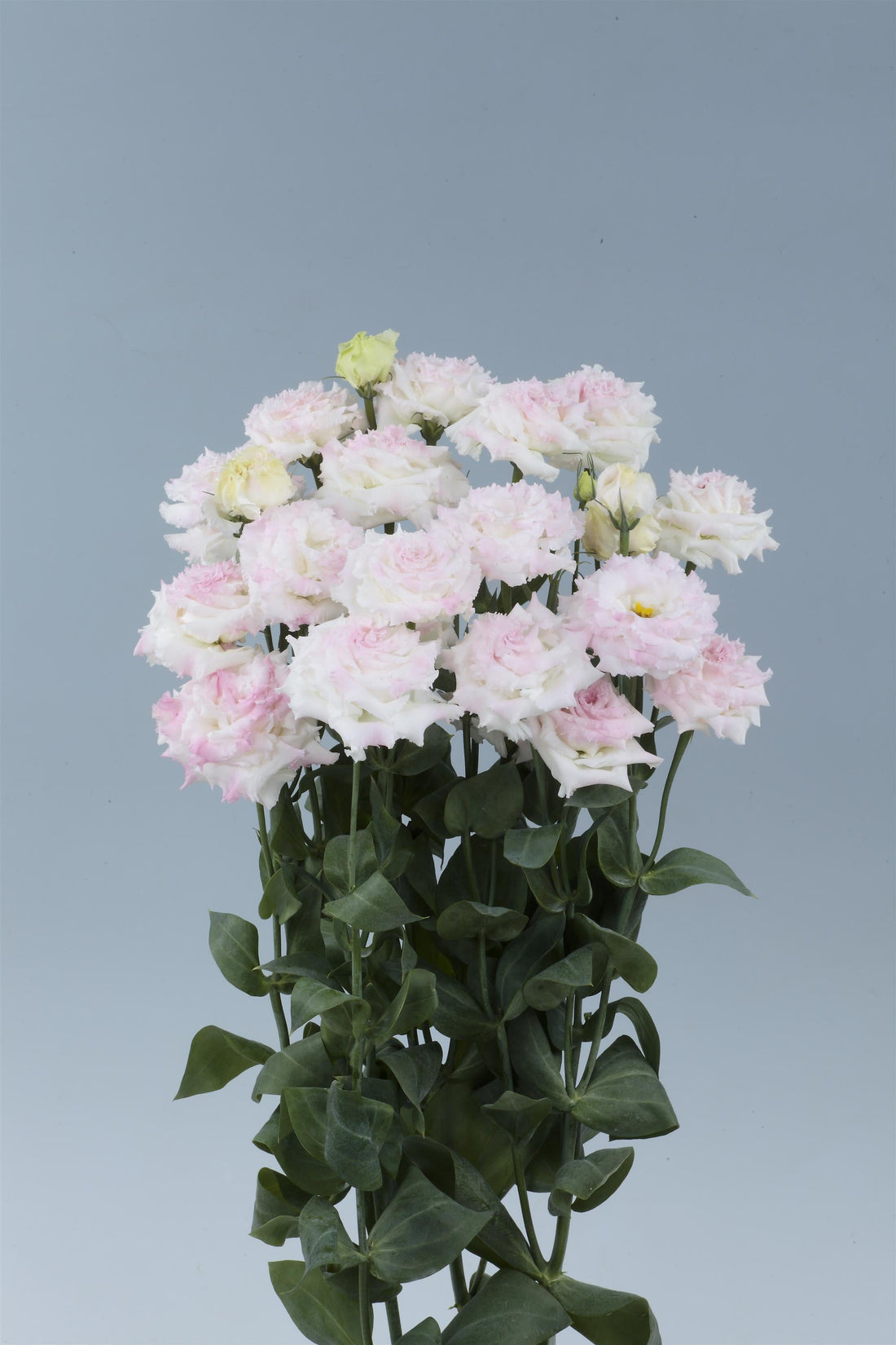 Lisianthus Voyage 2 First Love in bloom with soft pink, fully double flowers on long green stems, perfect for cut flower gardens and romantic floral arrangements.