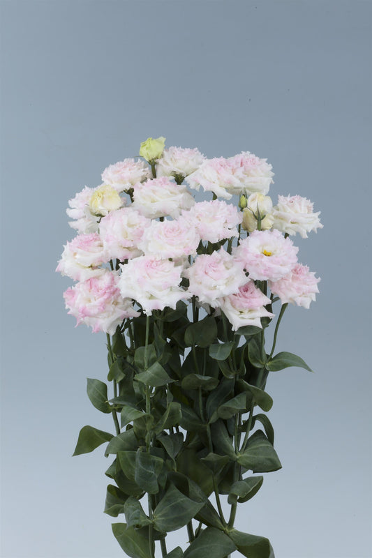 Lisianthus Voyage 2 First Love in bloom with soft pink, fully double flowers on long green stems, perfect for cut flower gardens and romantic floral arrangements.