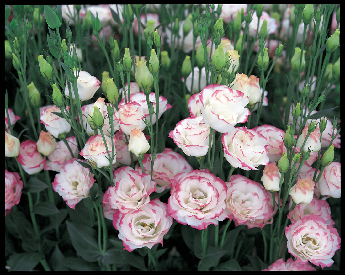 “Lisianthus Rosita Pink Picotee flower with delicate ruffled petals and soft pink edges, ideal for cut flower gardens and bouquets”