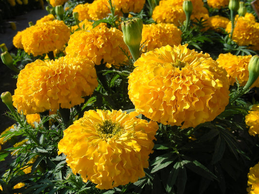 Late Summer Color Annual Flowers to Keep Your Garden Blooming Through Fall