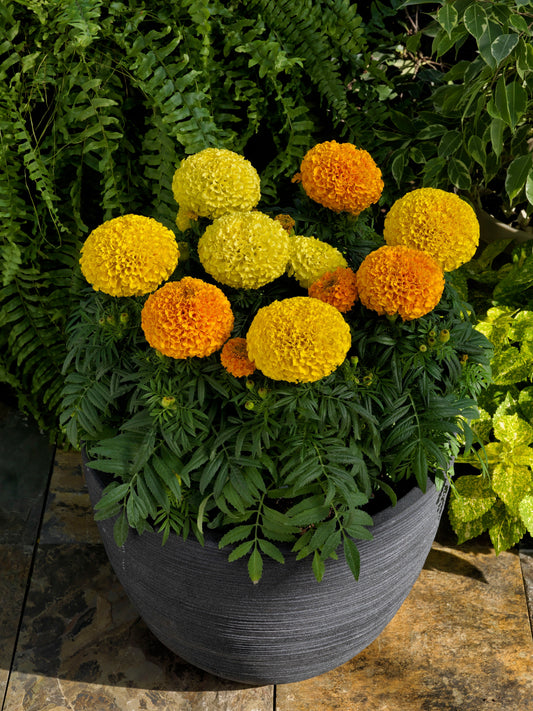 “Proud Mari marigold mix with vibrant yellow and orange blooms growing in a black container surrounded by green foliage”