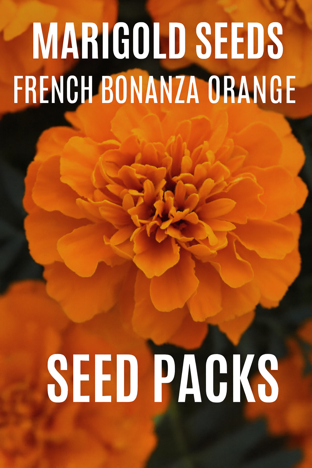French Marigold Bonanza Orange flowers with large, vibrant orange blooms on compact plants