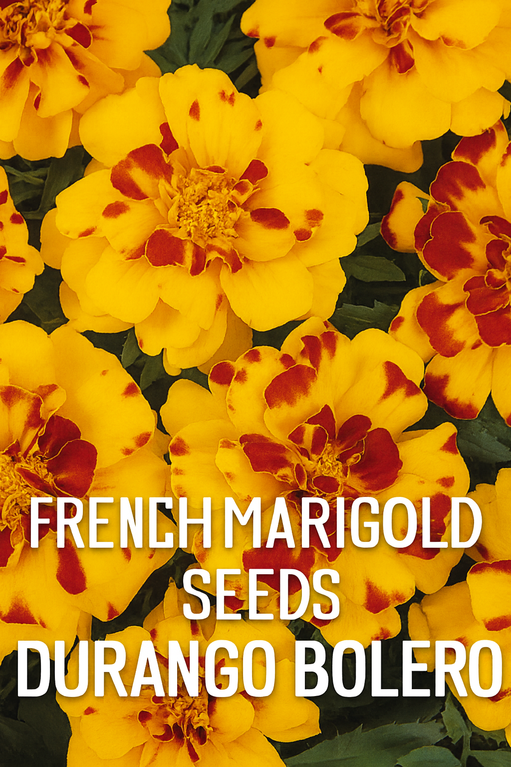French Marigold Durango Bolero flowers with fiery red petals edged in gold, blooming in a garden container