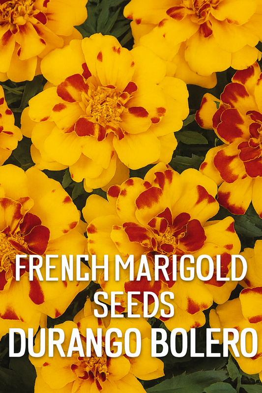 French Marigold Durango Bolero flowers with fiery red petals edged in gold, blooming in a garden container