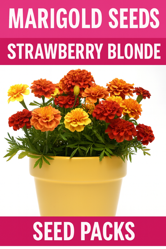 Marigold Strawberry Blonde flowers in shades of pink, peach, and gold blooming in a summer garden
