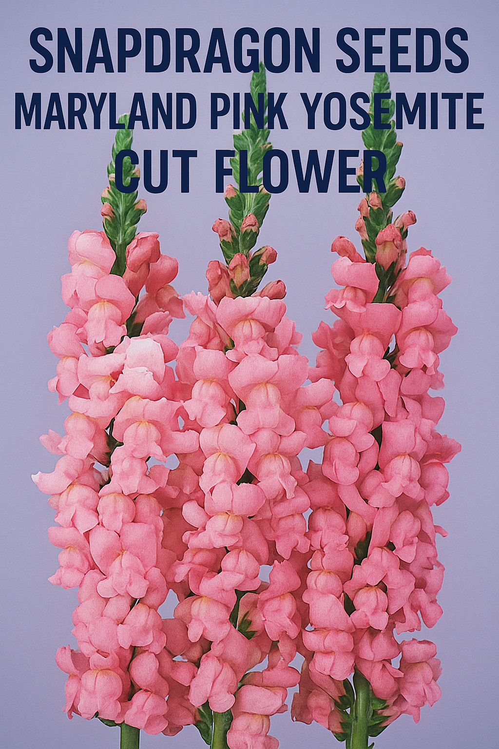 maryland-pink-yosemite-snapdragon-seeds-cut-flower