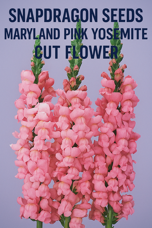 maryland-pink-yosemite-snapdragon-seeds-cut-flower