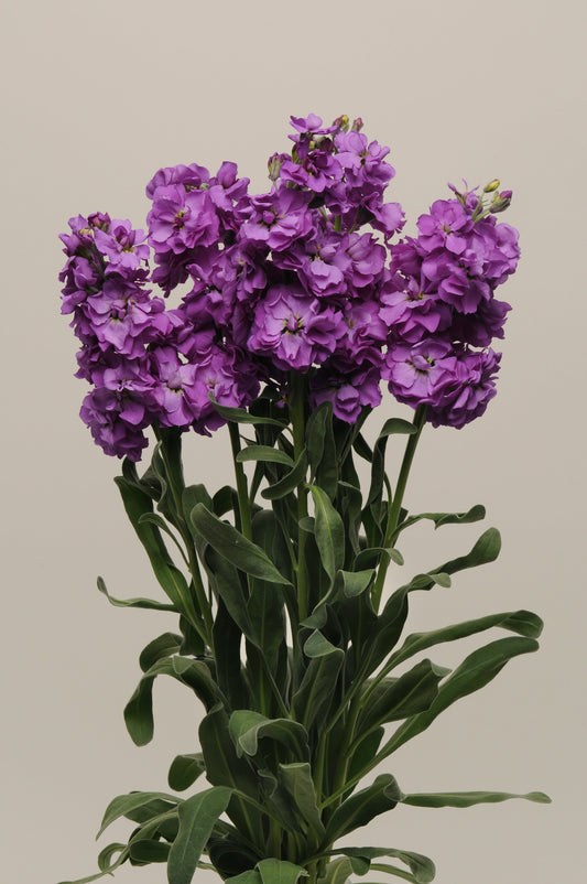 “Matthiola Katz Blue Stock flowers with fragrant blue-purple blooms on tall stems used in elegant cut flower arrangements”