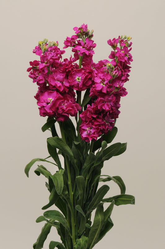 Matthiola Katz Crimson Stock flowers with fragrant red blooms on tall stems used in elegant cut flower arrangements