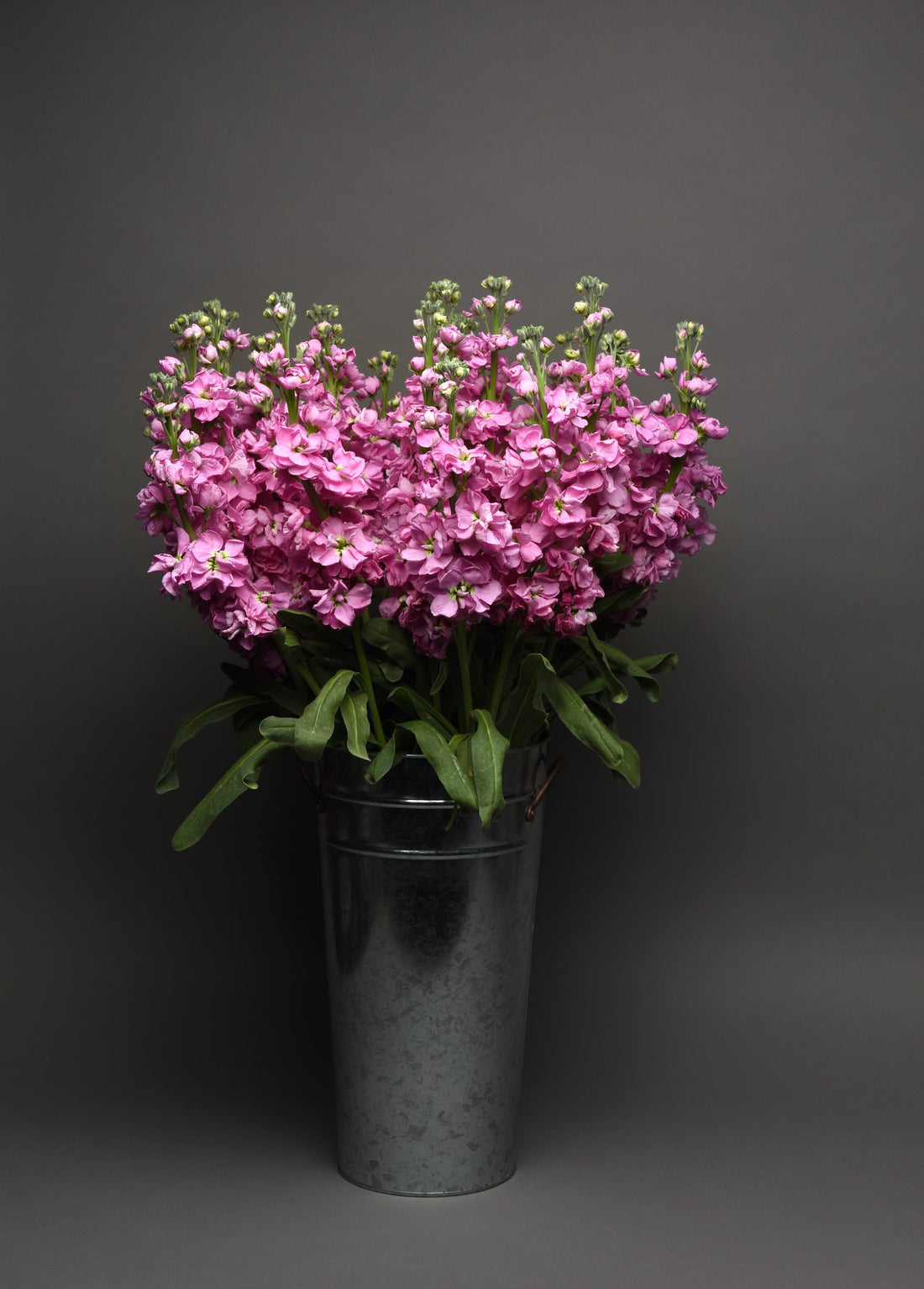 “Matthiola Katz Pink Stock flowers with fragrant pink blooms on tall stems used in elegant cut flower arrangements”  Shopify Hashtag